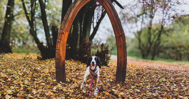 black and white dog sat in front of sculpture at Hardwick Park with autumn coloured leaves on the ground.